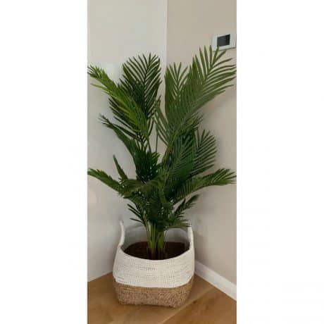 Palm 1.5m