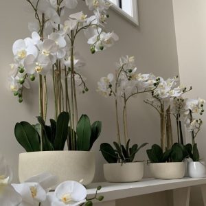 Orchid in stone planter