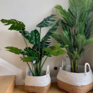 Monstera Plant